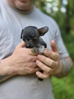 Yaretzi, a female Xoloitzcuintli and Chihuahua for sale in Camden, AR – 3 of 7
