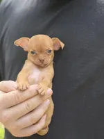 Orange, a male Chihuahua for sale in Camden, AR – 3 of 5