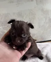 Drama King , a male Chihuahua and Brussels Griffon for sale in Benton, PA – Photo 2 of 5