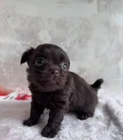 Drama King , a male Chihuahua and Brussels Griffon for sale in Benton, PA – Photo 1 of 5