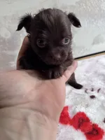 Drama King , a male Chihuahua and Brussels Griffon for sale in Benton, PA – Photo 5 of 5