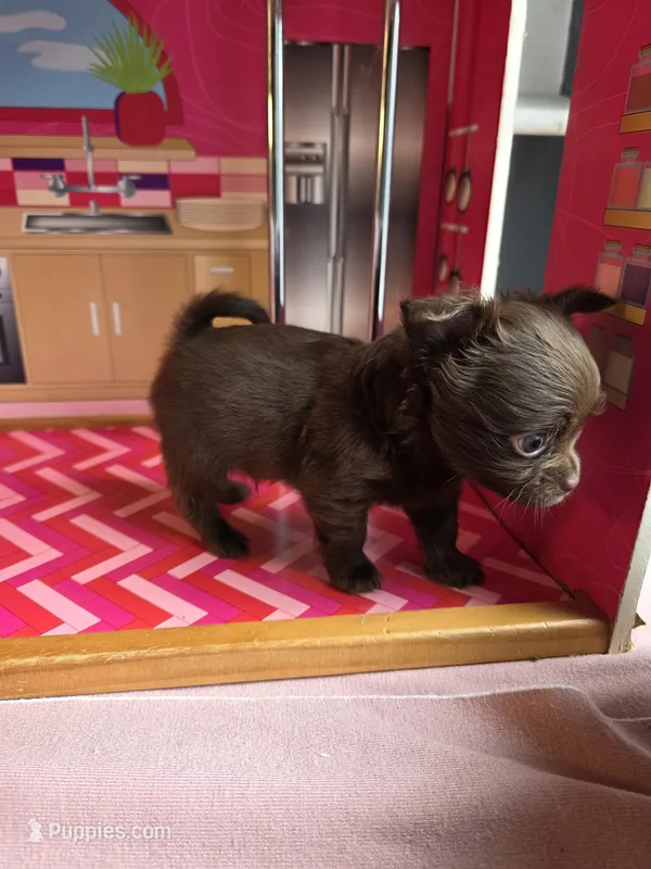 Drama King  – Chihuahua, Brussels Griffon puppy for sale in Benton, PA