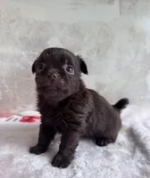 Drama King , a male Chihuahua and Brussels Griffon for sale in Benton, PA – Photo 4 of 5