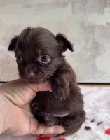 Drama King , a male Chihuahua and Brussels Griffon for sale in Benton, PA – Photo 3 of 5