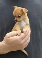Bella , a female Chihuahua for sale in Camden, AR – 2 of 7
