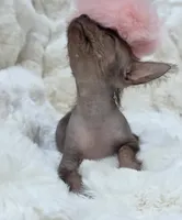 Diva, a female Xoloitzcuintli and Chihuahua for sale in Camden, AR – 7 of 9