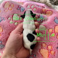 Muffin, a female Miniature Schnauzer for sale in Texhoma, OK – Photo 1 of 5