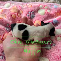 Muffin, a female Miniature Schnauzer for sale in Texhoma, OK – Photo 3 of 5