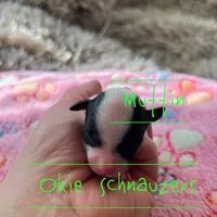 Muffin, a female Miniature Schnauzer for sale in Texhoma, OK – Photo 2 of 5