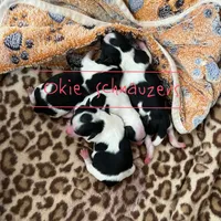 Muffin, a female Miniature Schnauzer for sale in Texhoma, OK – Photo 2 of 3