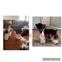 Muffin, a female Miniature Schnauzer for sale in Texhoma, OK – Photo 4 of 5