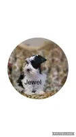 Jewel, a female Miniature Schnauzer for sale in Texhoma, OK – 2 of 10