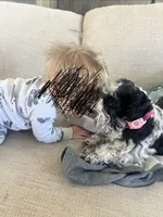 Jewel, a female Miniature Schnauzer for sale in Texhoma, OK – 9 of 10