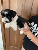 Jewel, a female Miniature Schnauzer for sale in Texhoma, OK – 8 of 10