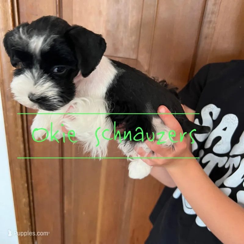 Coco – Miniature Schnauzer puppy for sale in Texhoma, OK