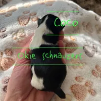 Coco, a male Miniature Schnauzer for sale in Texhoma, OK – Photo 4 of 6