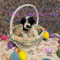 Coco, a male Miniature Schnauzer for sale in Texhoma, OK – Photo 2 of 6