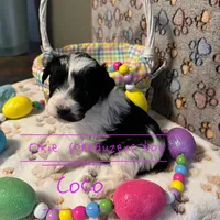 Coco, a male Miniature Schnauzer for sale in Texhoma, OK – Photo 1 of 6