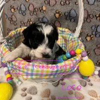 Coco, a male Miniature Schnauzer for sale in Texhoma, OK – Photo 3 of 6