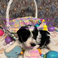 Coco, a male Miniature Schnauzer for sale in Texhoma, OK – Photo 5 of 6