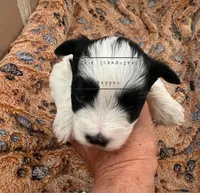 AKC TOY Female Pepper, a female Miniature Schnauzer for sale in Texhoma, OK – Photo 6 of 9