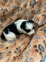 AKC TOY Female Pepper, a female Miniature Schnauzer for sale in Texhoma, OK – Photo 8 of 9
