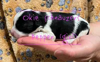 AKC TOY Female Pepper, a female Miniature Schnauzer for sale in Texhoma, OK – Photo 1 of 9