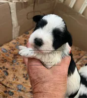 AKC TOY Female Pepper, a female Miniature Schnauzer for sale in Texhoma, OK – Photo 5 of 9