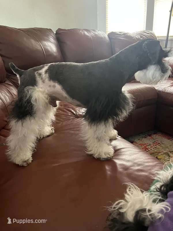 Jasper – Miniature Schnauzer puppy for sale in Texhoma, OK