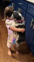 Jewel, a female Miniature Schnauzer for sale in Texhoma, OK – 10 of 10