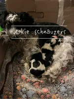 Jewel, a female Miniature Schnauzer for sale in Texhoma, OK – 3 of 10