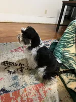 Jewel, a female Miniature Schnauzer for sale in Texhoma, OK – 4 of 10