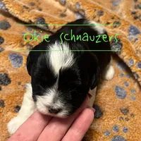 Chip, a male Miniature Schnauzer for sale in Texhoma, OK – Photo 5 of 7