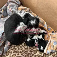 Chip, a male Miniature Schnauzer for sale in Texhoma, OK – Photo 2 of 5