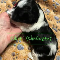 Chip, a male Miniature Schnauzer for sale in Texhoma, OK – Photo 6 of 7