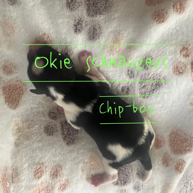 Chip – Miniature Schnauzer puppy for sale in Texhoma, OK