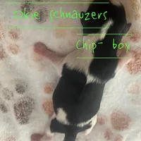 Chip, a male Miniature Schnauzer for sale in Texhoma, OK – Photo 4 of 5