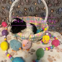 Chip, a male Miniature Schnauzer for sale in Texhoma, OK – Photo 3 of 7