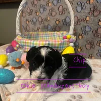 Chip, a male Miniature Schnauzer for sale in Texhoma, OK – Photo 4 of 7