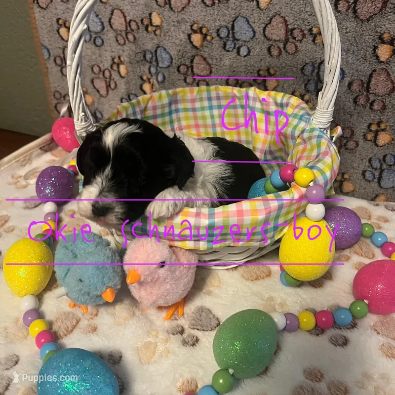 Chip – Miniature Schnauzer puppy for sale in Texhoma, OK