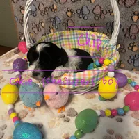 Chip, a male Miniature Schnauzer for sale in Texhoma, OK – Photo 1 of 7