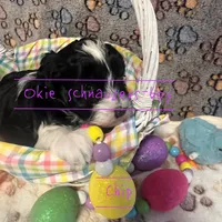 Chip, a male Miniature Schnauzer for sale in Texhoma, OK – Photo 2 of 7