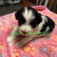Maple, a female Miniature Schnauzer for sale in Texhoma, OK – Photo 5 of 7