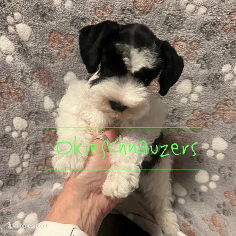 Maple – Miniature Schnauzer puppy on hold in Texhoma, OK