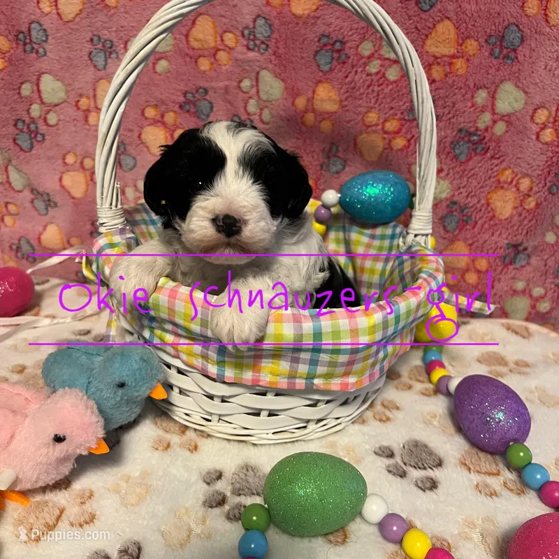 Maple – Miniature Schnauzer puppy for sale in Texhoma, OK