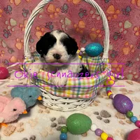 Maple, a female Miniature Schnauzer for sale in Texhoma, OK – Photo 1 of 7