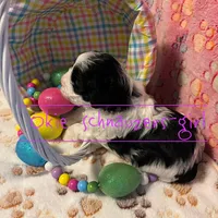 Maple, a female Miniature Schnauzer for sale in Texhoma, OK – Photo 4 of 7