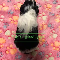 Maple, a female Miniature Schnauzer for sale in Texhoma, OK – Photo 6 of 7