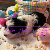 Maple, a female Miniature Schnauzer for sale in Texhoma, OK – Photo 3 of 7