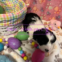 Maple, a female Miniature Schnauzer for sale in Texhoma, OK – Photo 2 of 7